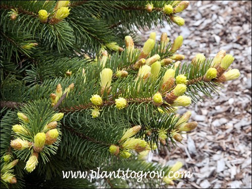 Spring coloration in the new buds.
